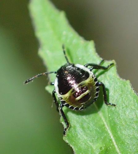 Palomena sp.